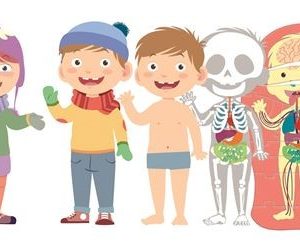 EDUCATION CLEMENTONI - EL CUERPO HUMANO